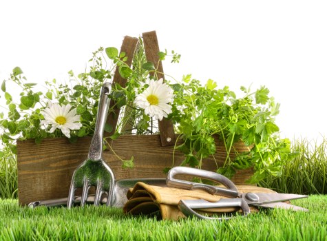 Seasonal plant care in a Clerkenwell rooftop or terrace garden