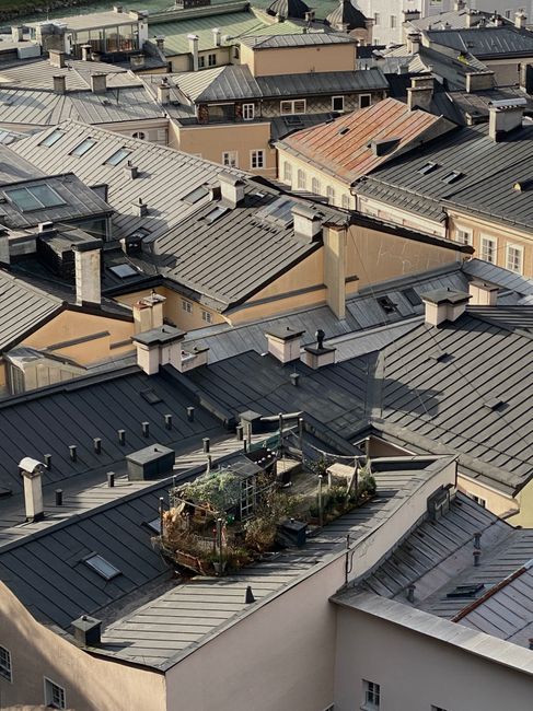 EC1R rooftop garden services for Clerkenwell flats