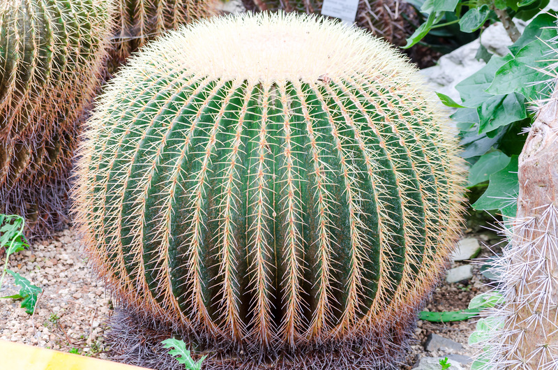 home plants